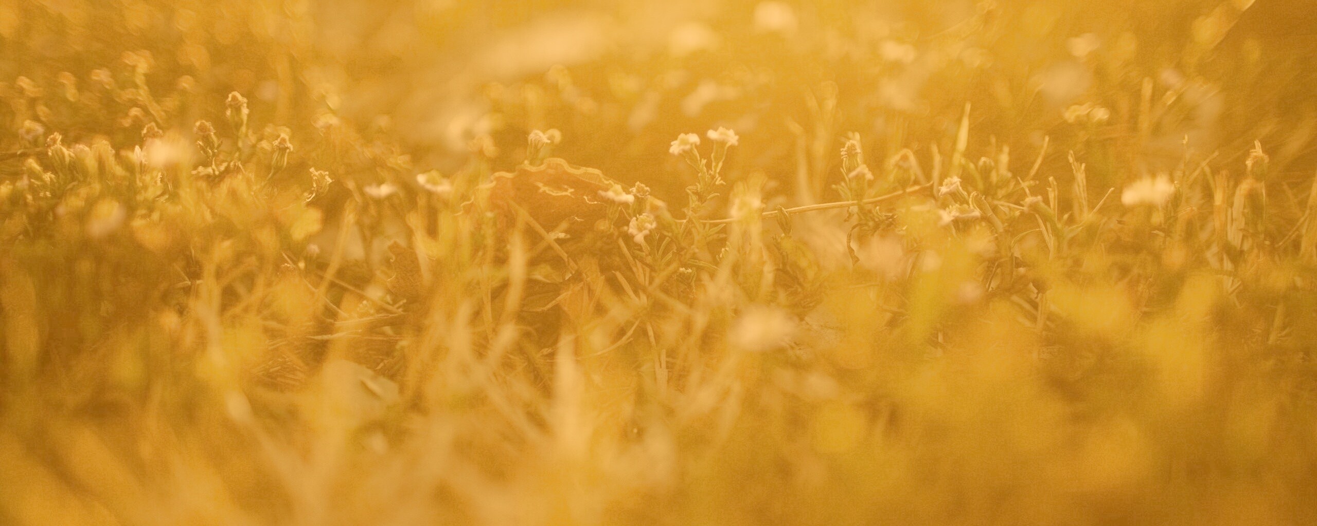 Полевые цветы в закатном солнце обои