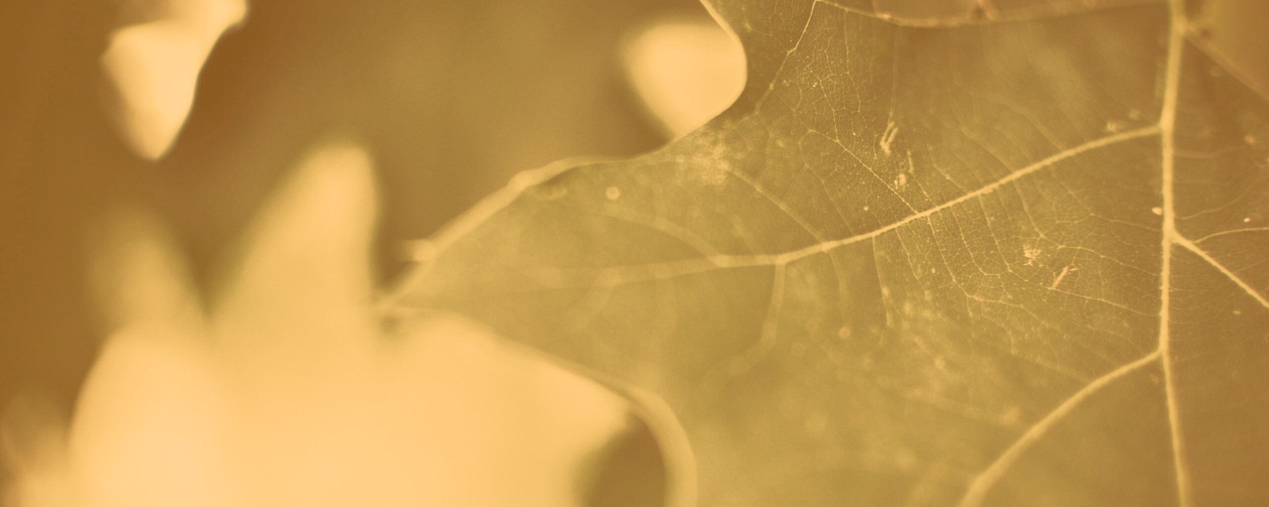 Темно-зеленый лист в макро обои