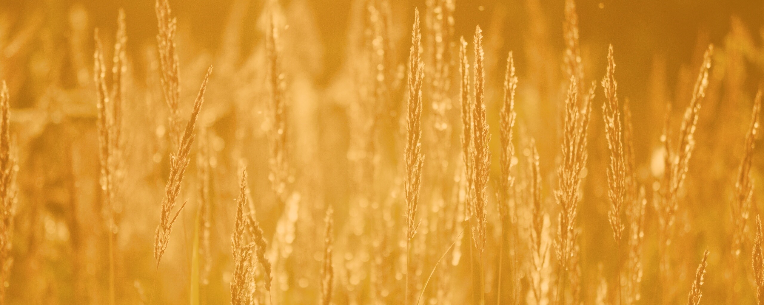 Рожь обои