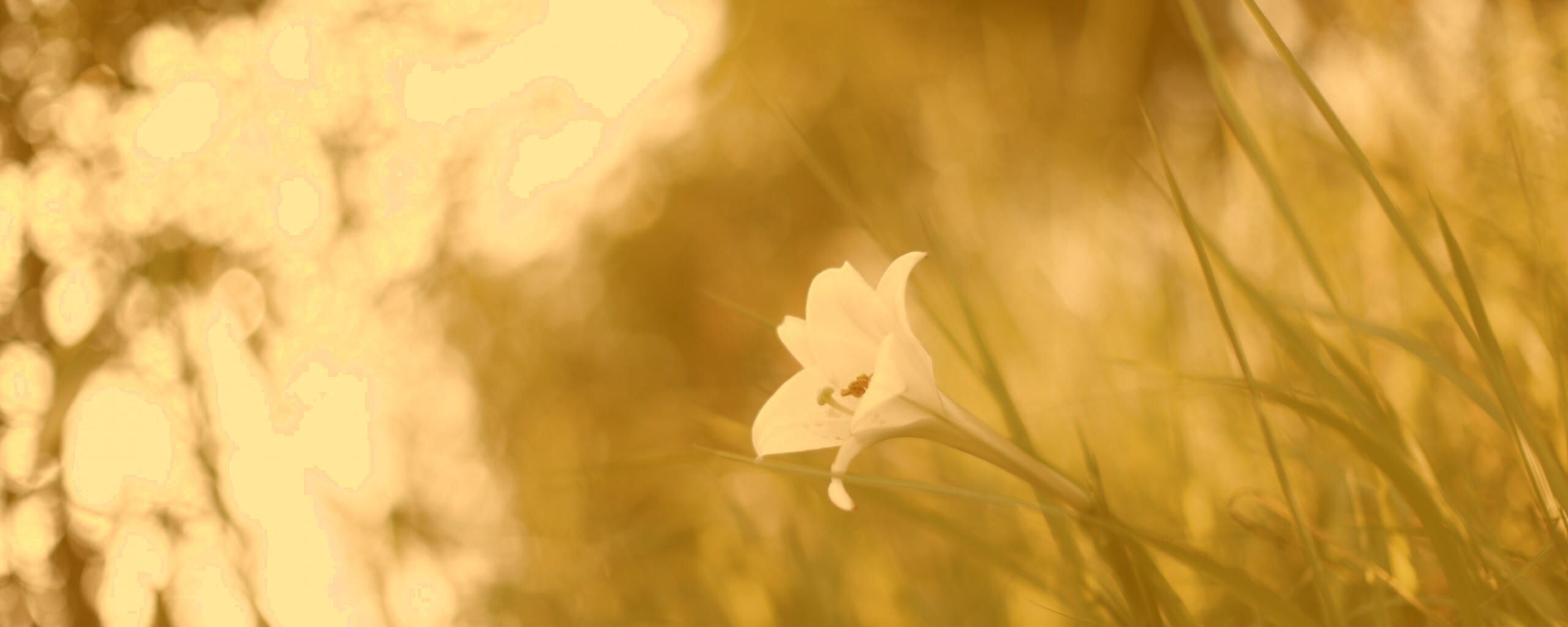 Цветок затерявшийся в траве обои