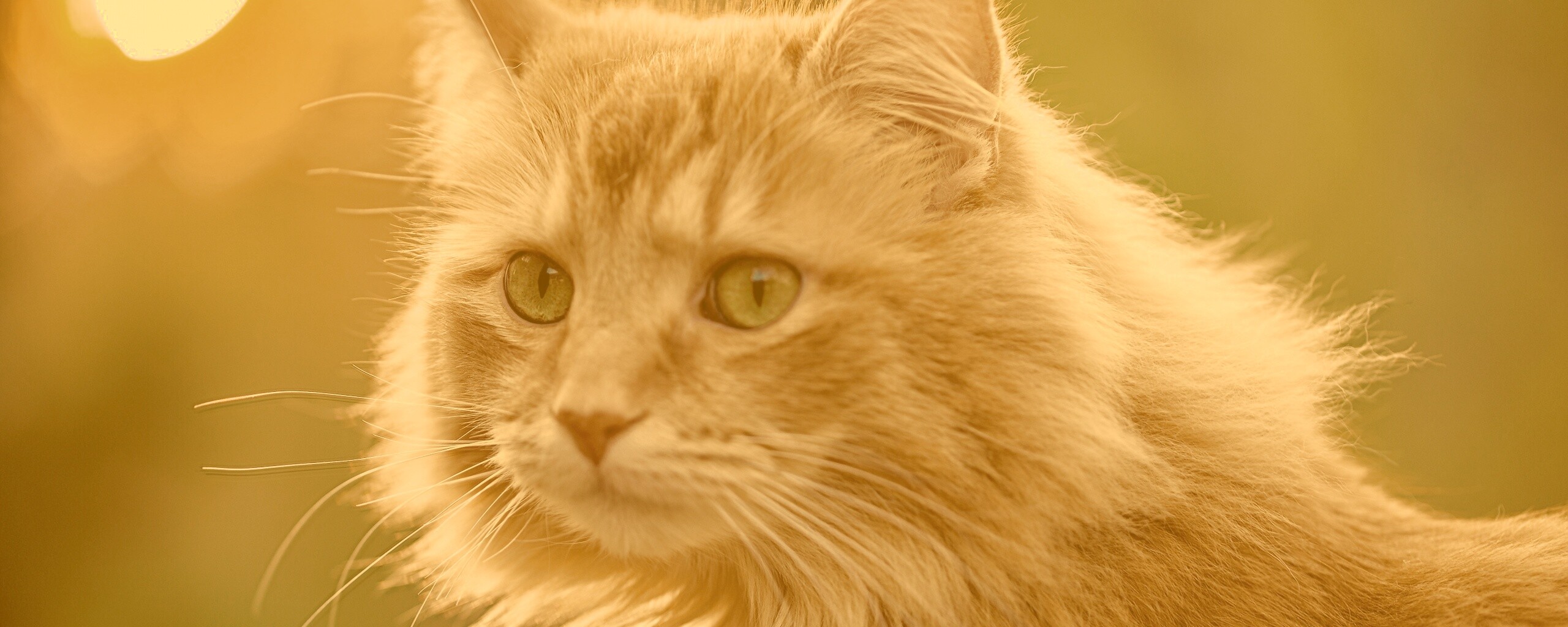 Рыжий кот в лучах солнца обои