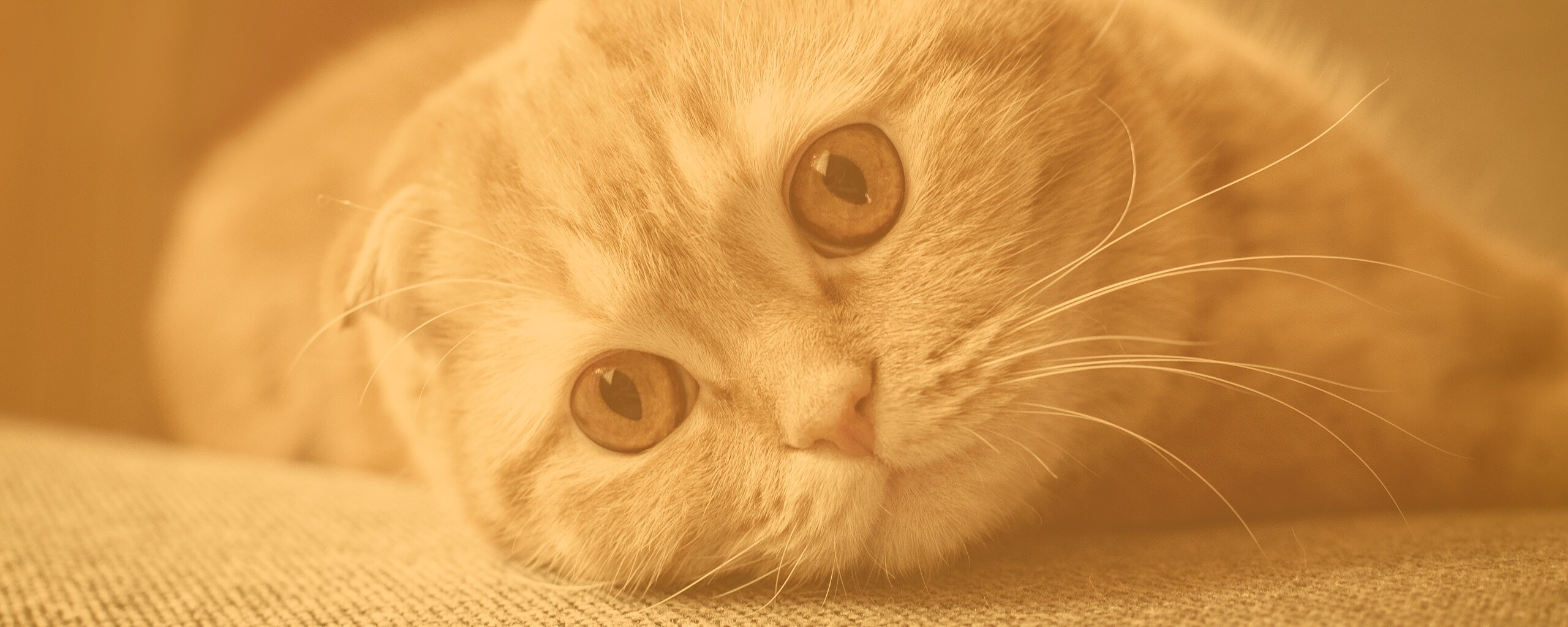 Скоттиш фолд рыжий обои