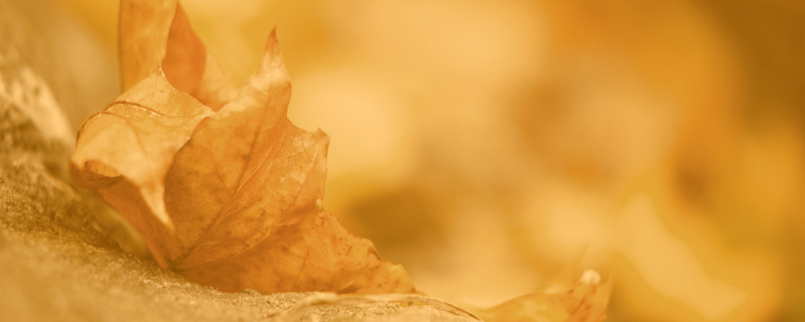 Пламенеющий осенний лист обои