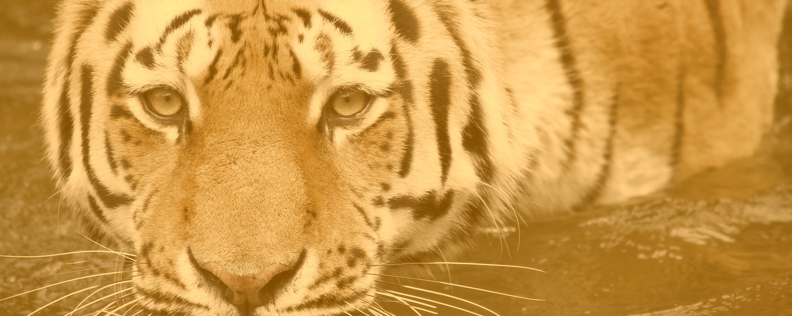 Купание тигра обои