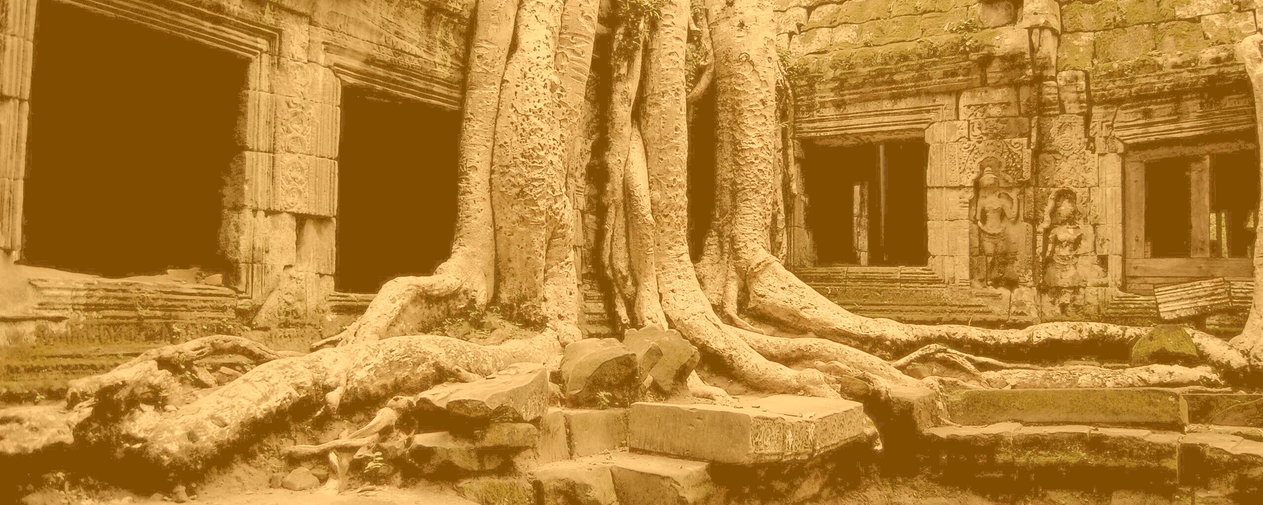 Мощные корни обои