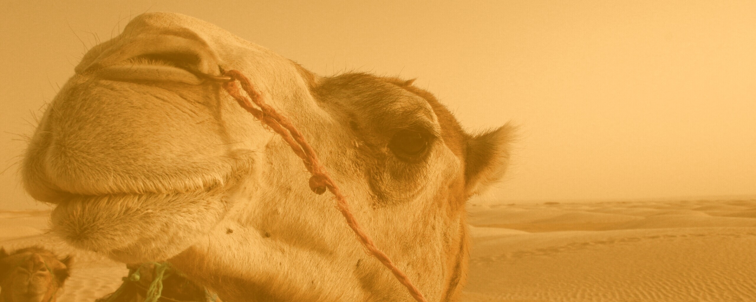 Верблюд обои