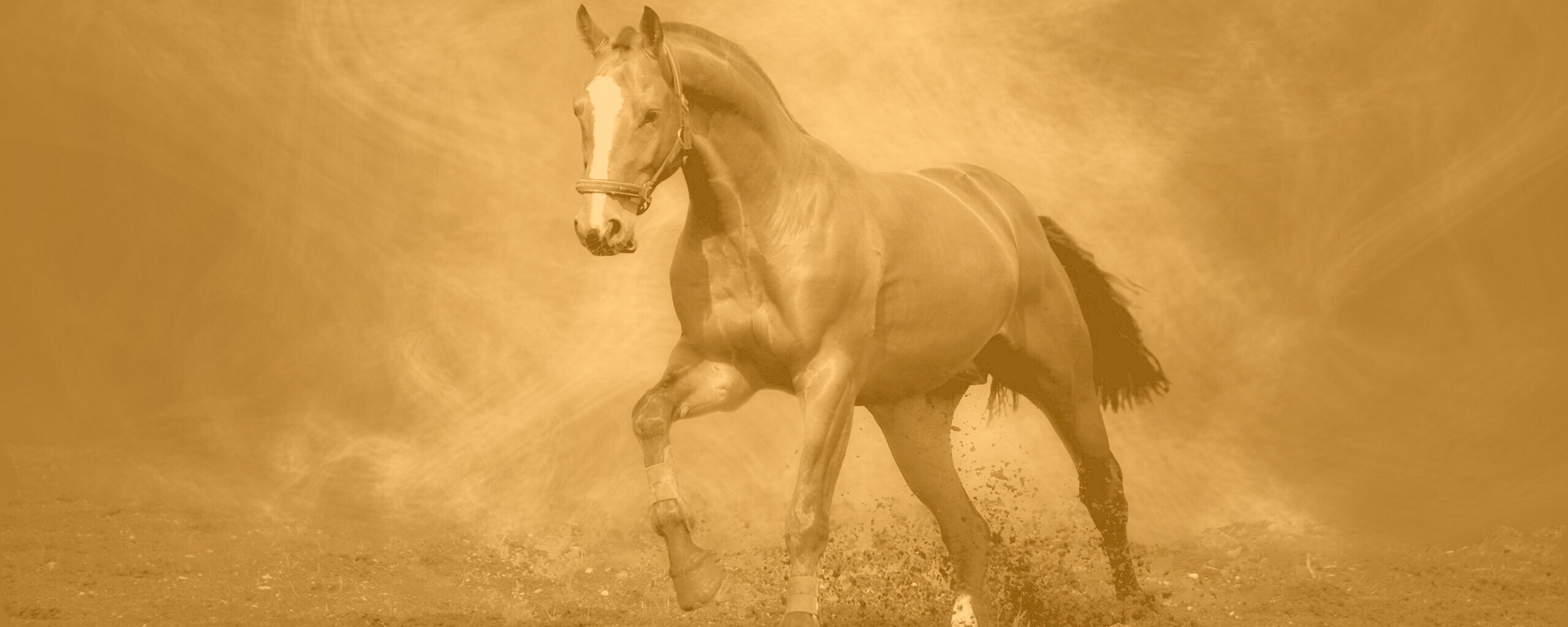 Лошадь обои