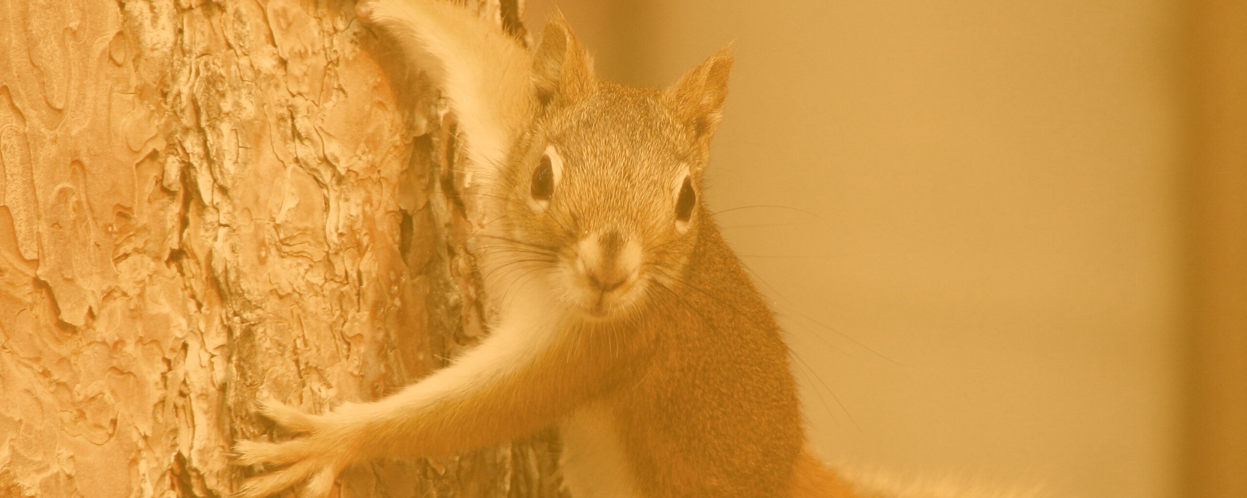 Белка на дереве обои