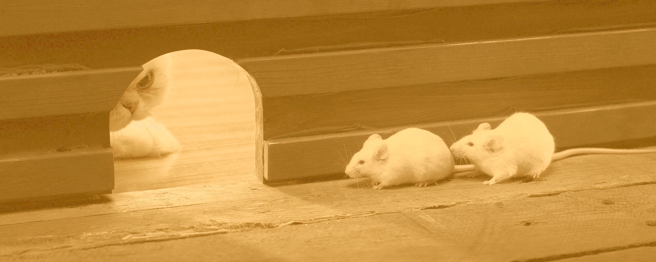 Кошки - мышки обои