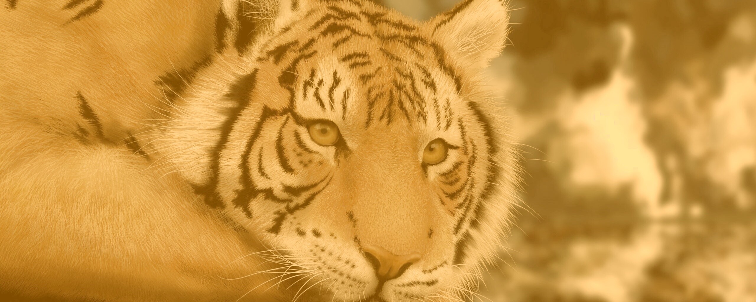 Грустный тигра обои