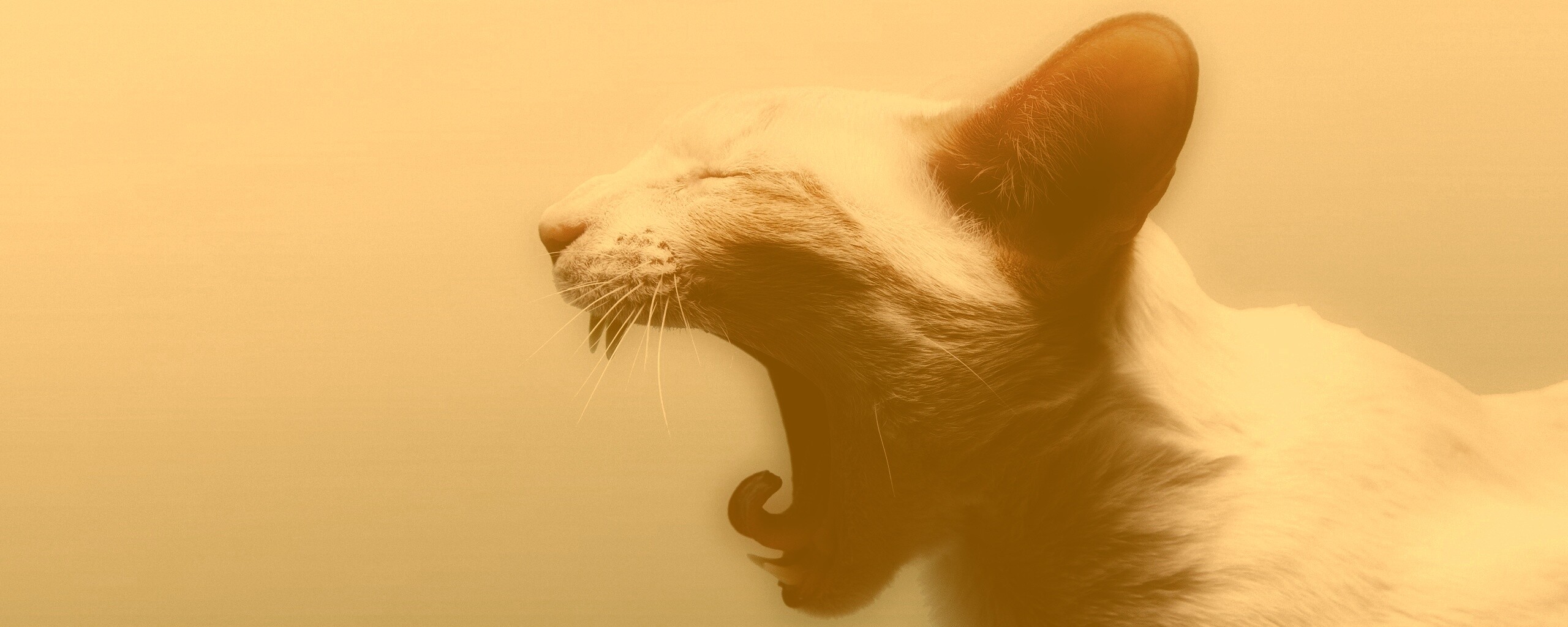 Кошака-зевака обои