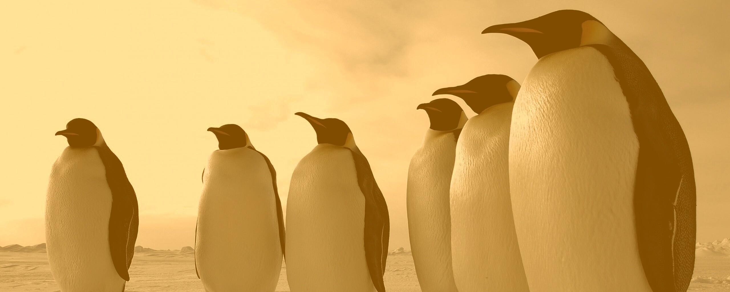 Слет пингвинов обои