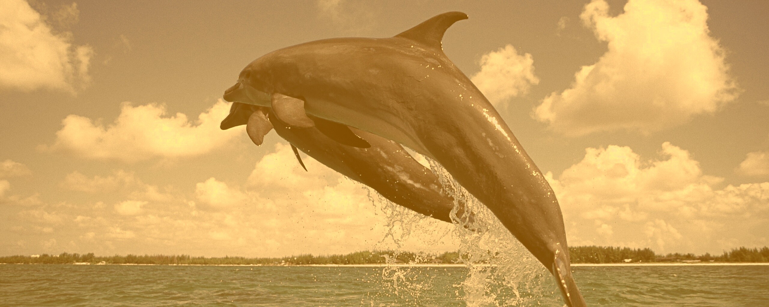 Дельфины обои