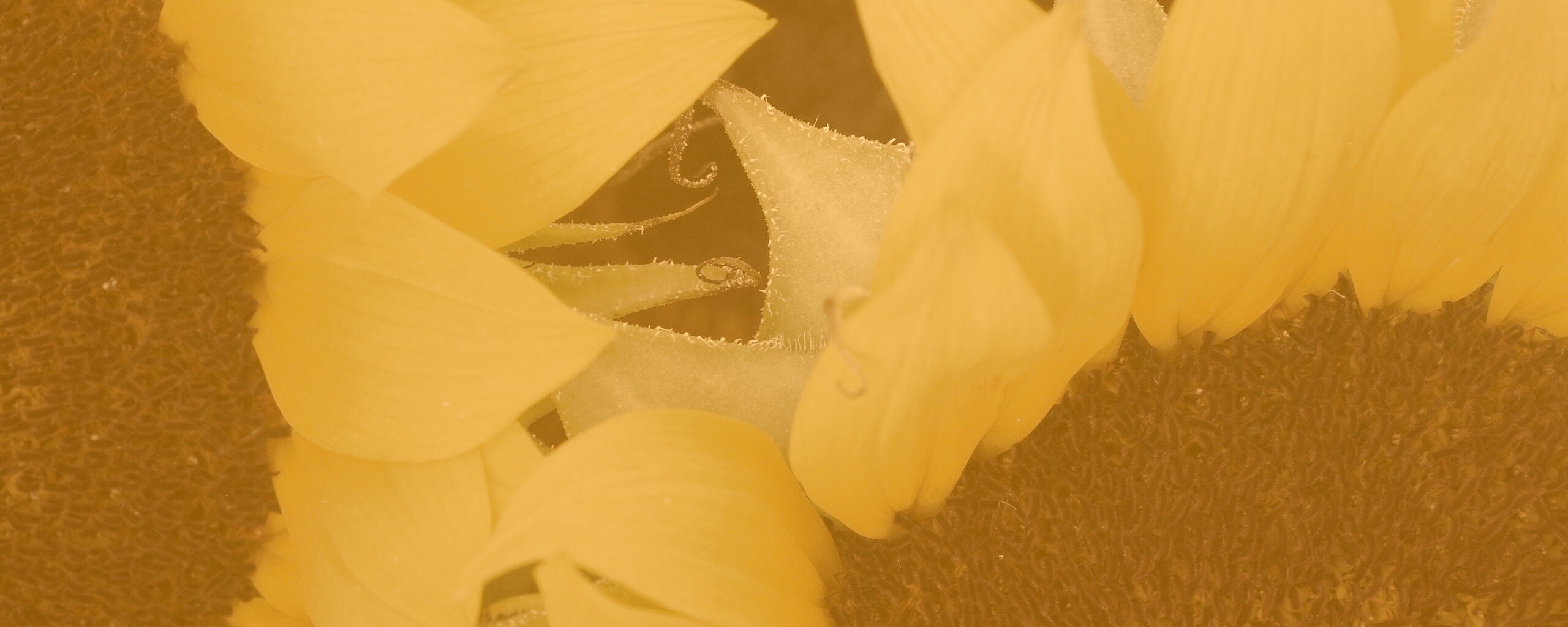 Подсолнухи обои