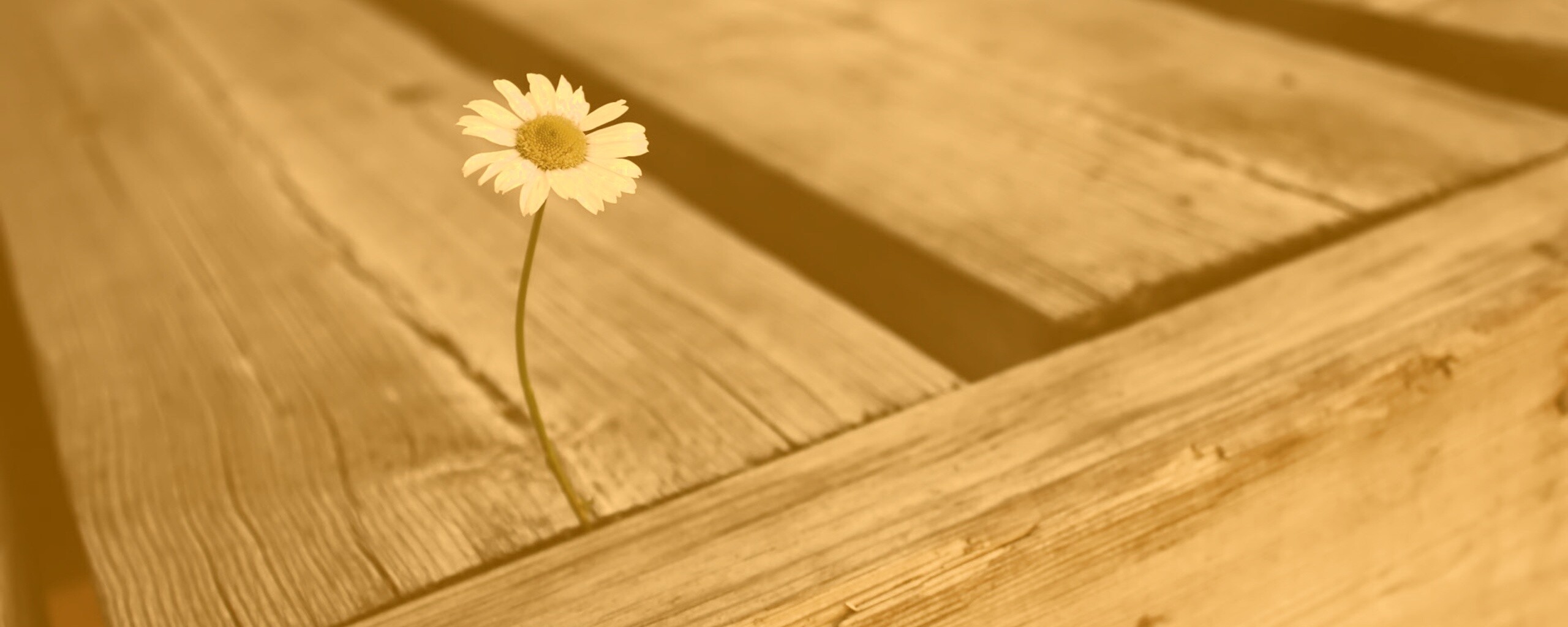 Жизнь среди смерти обои