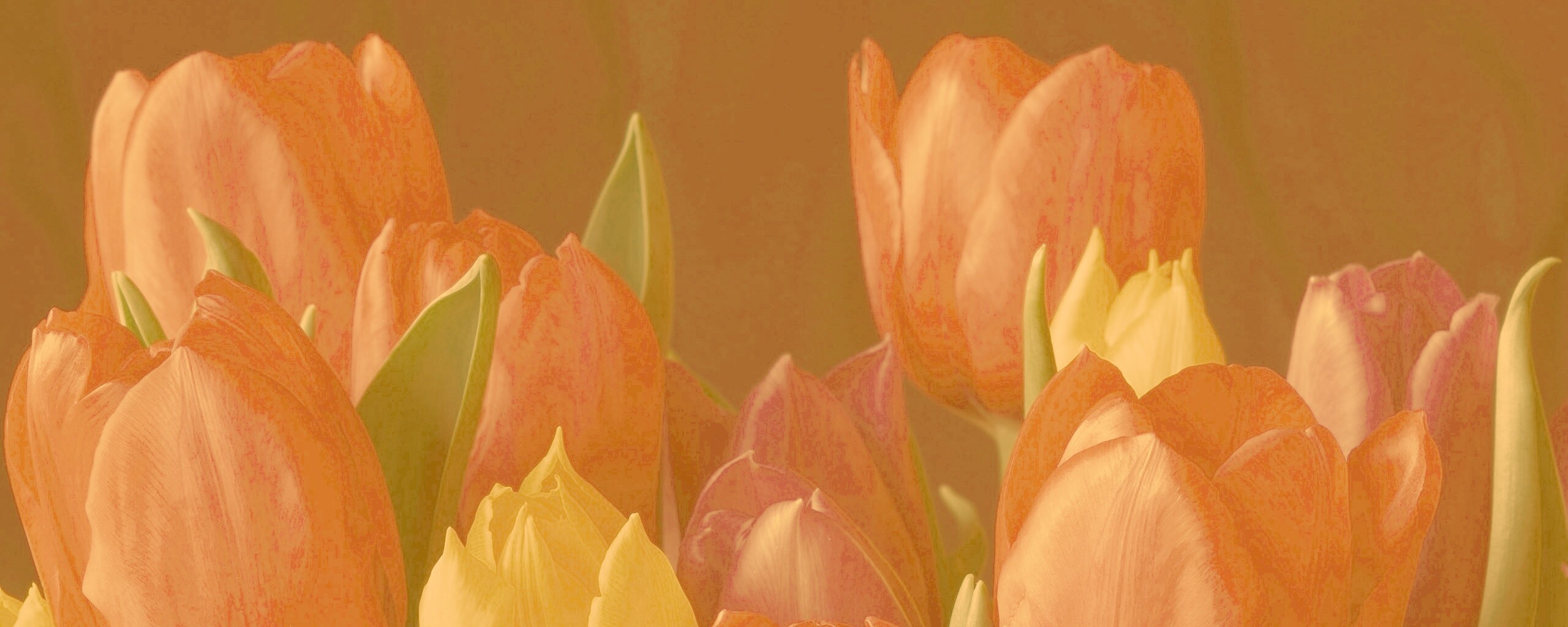 Тюльпаны обои