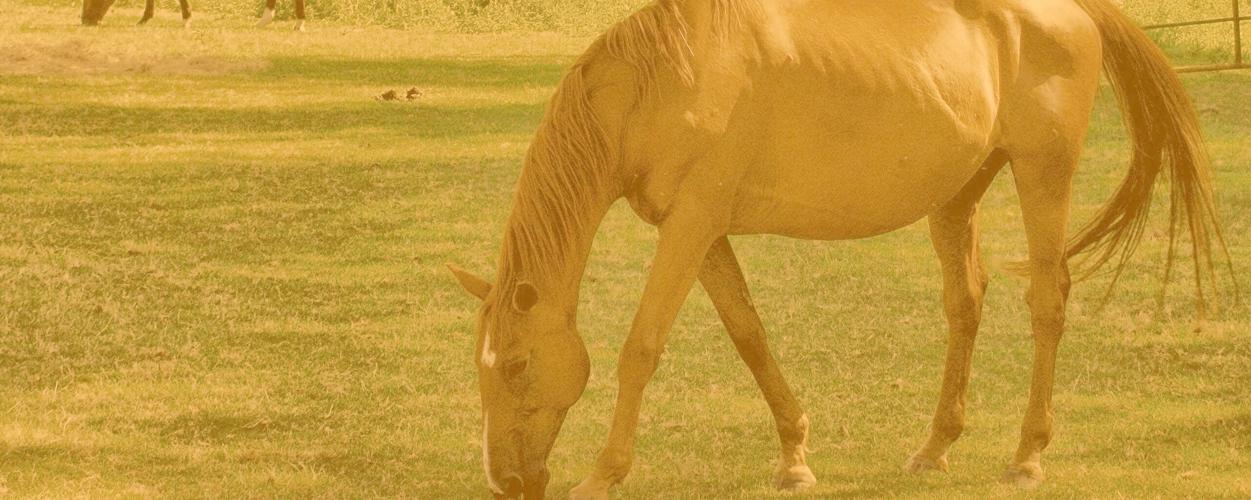 Лошади обои