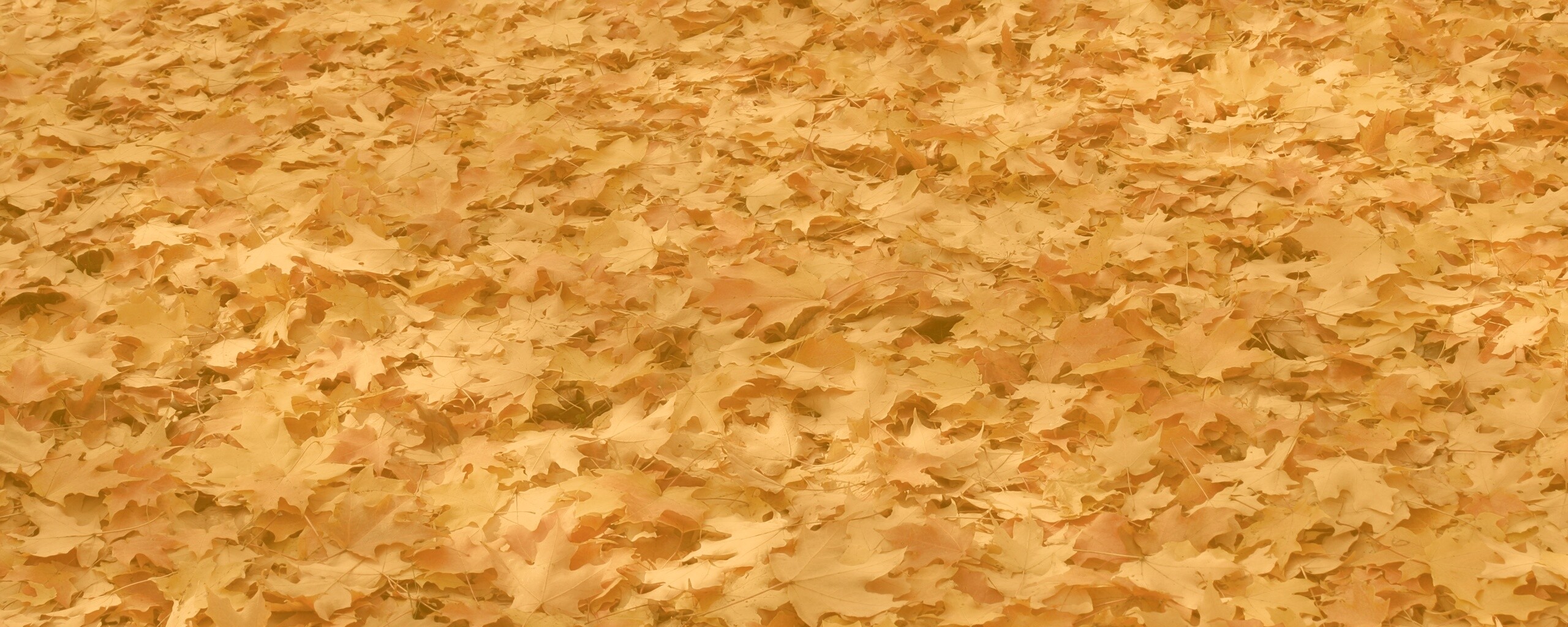 Листья клена обои