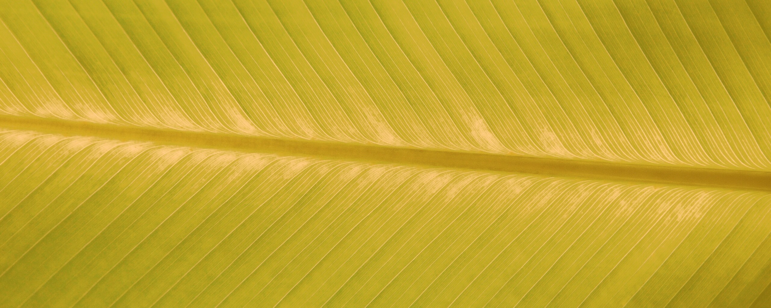 Пальмовый лист на солнце обои