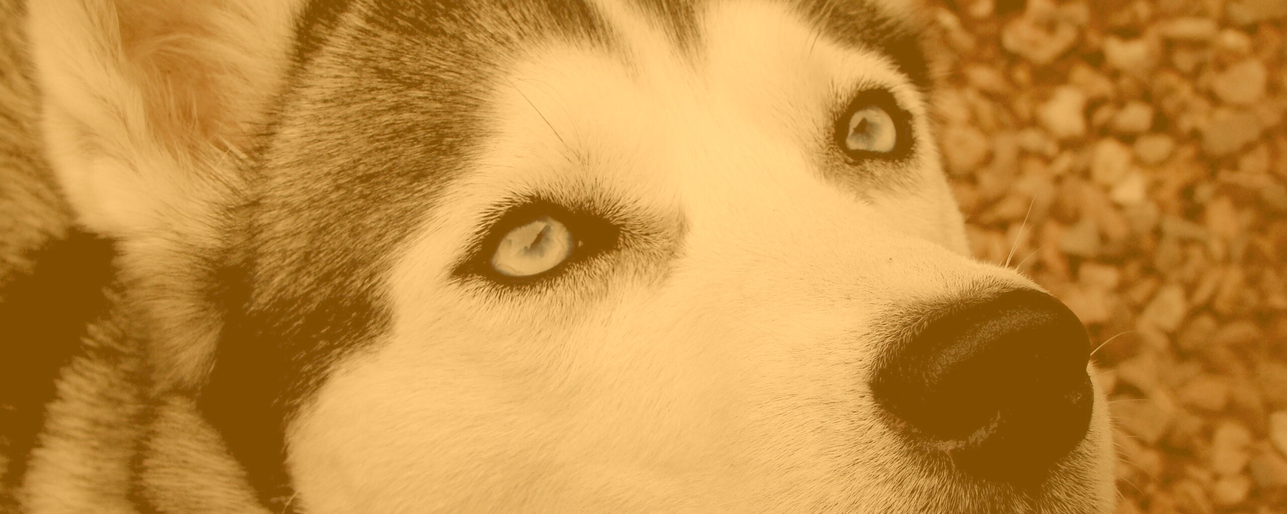 Собака хаски обои