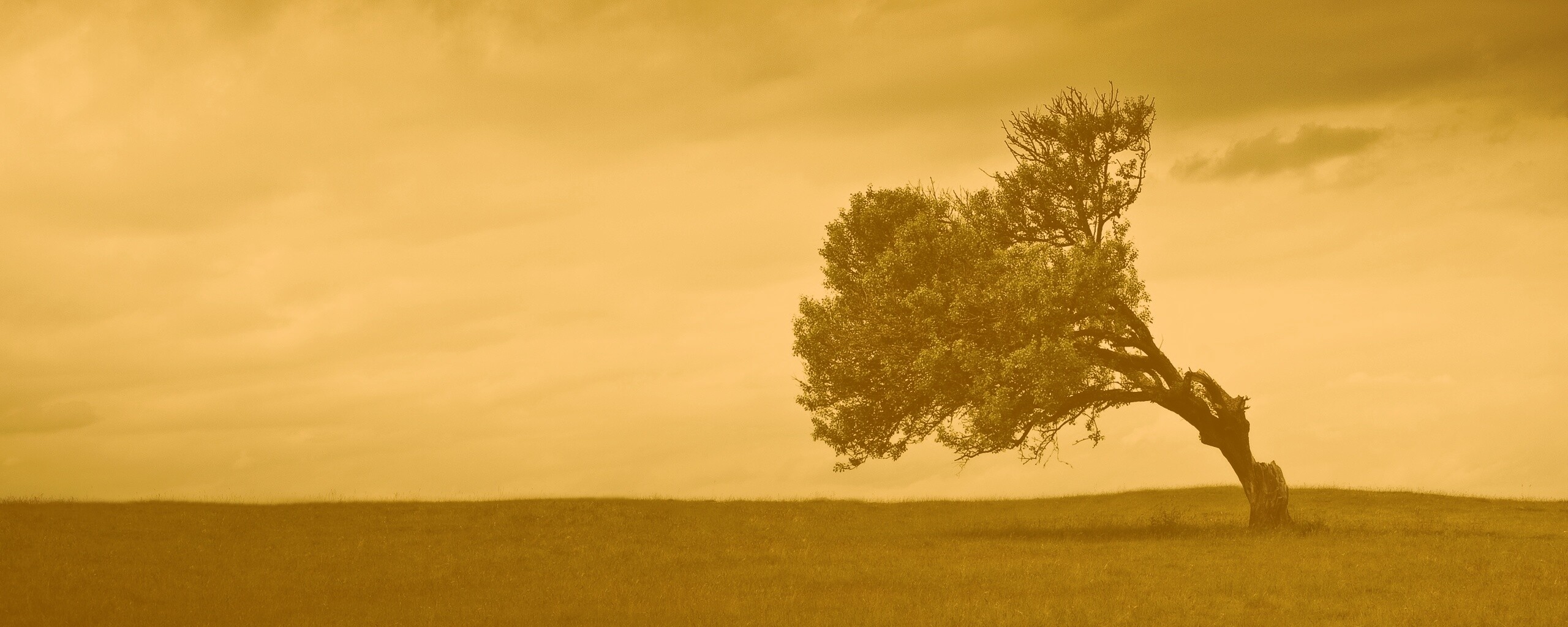 Склоненное дерево обои