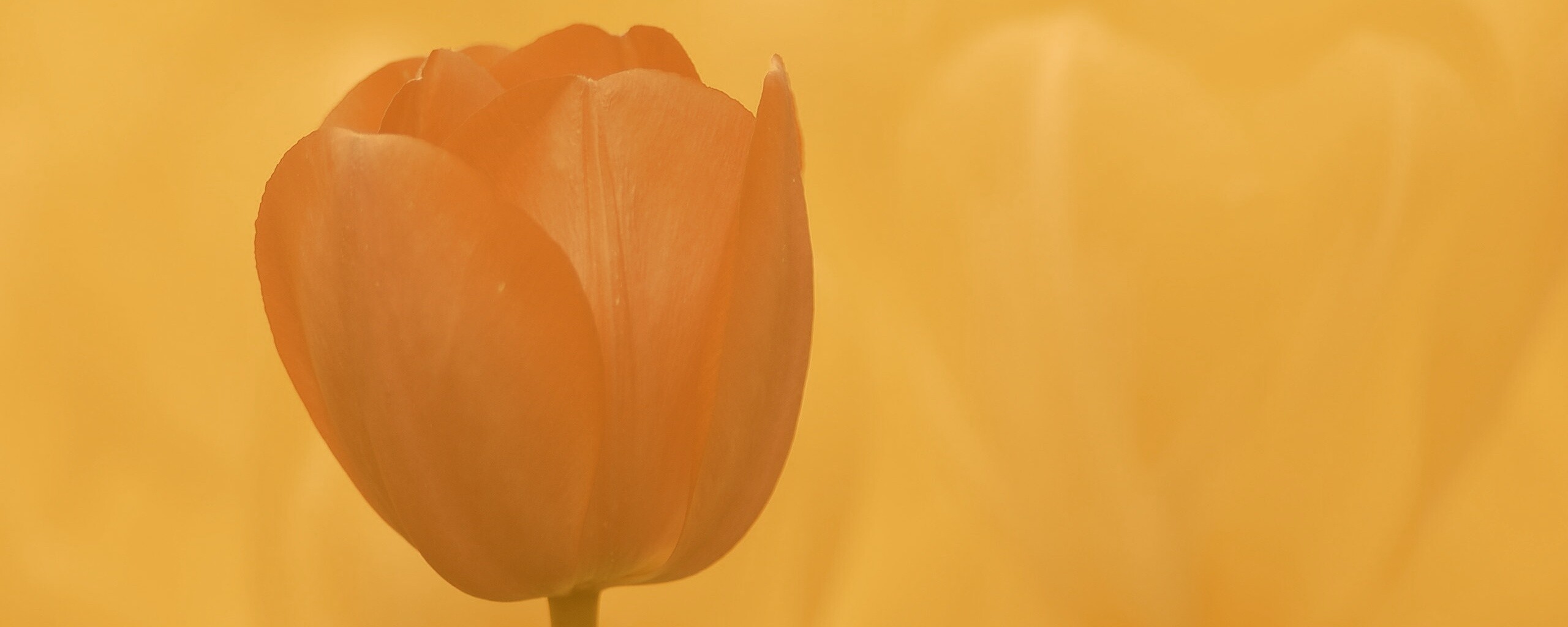 Красный тюльпан обои