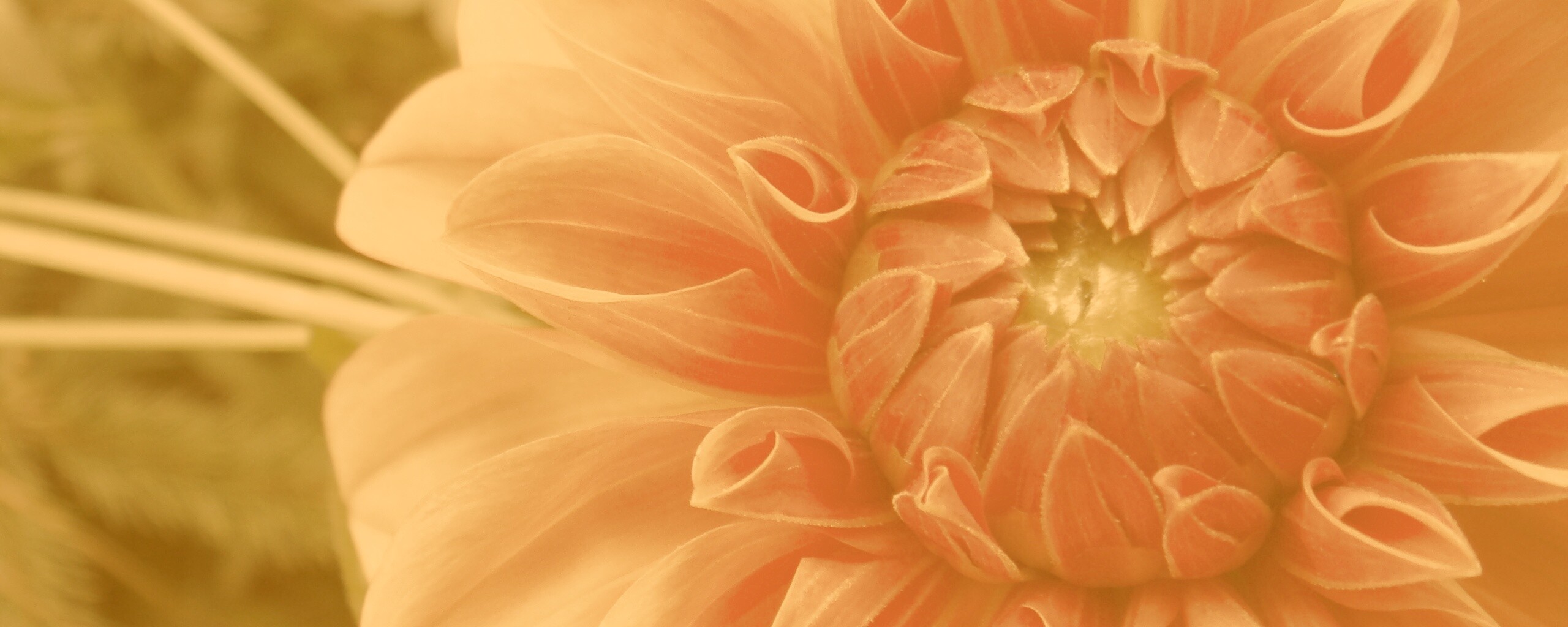 Аленький цветочек обои