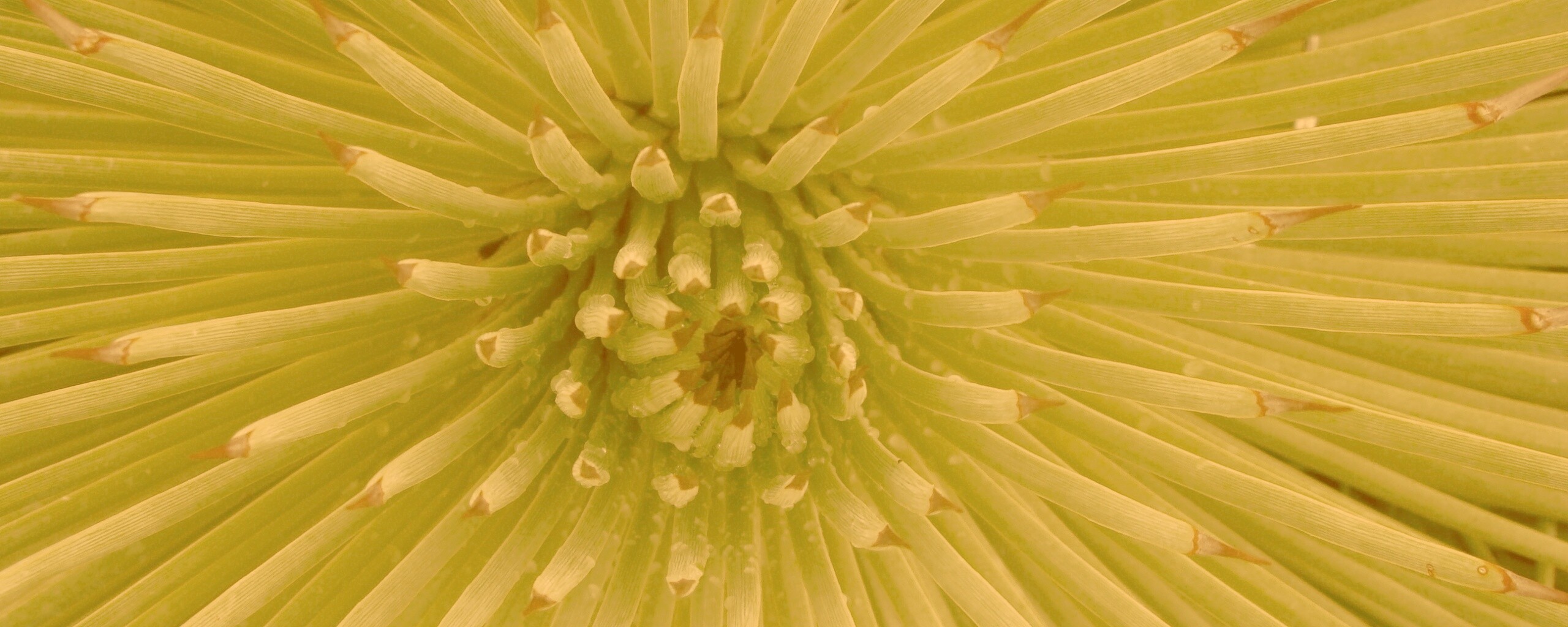 Хищный цветок обои