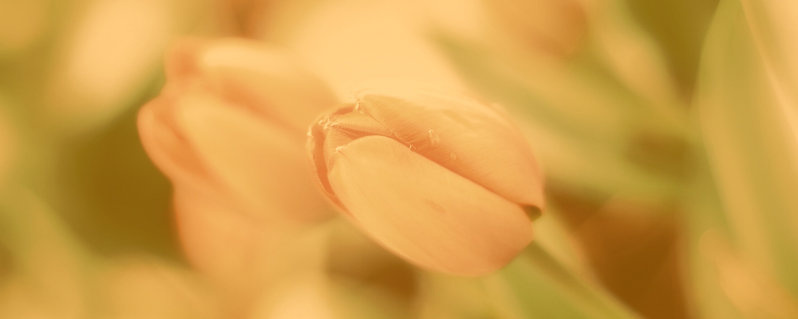 Красивый тюльпан обои