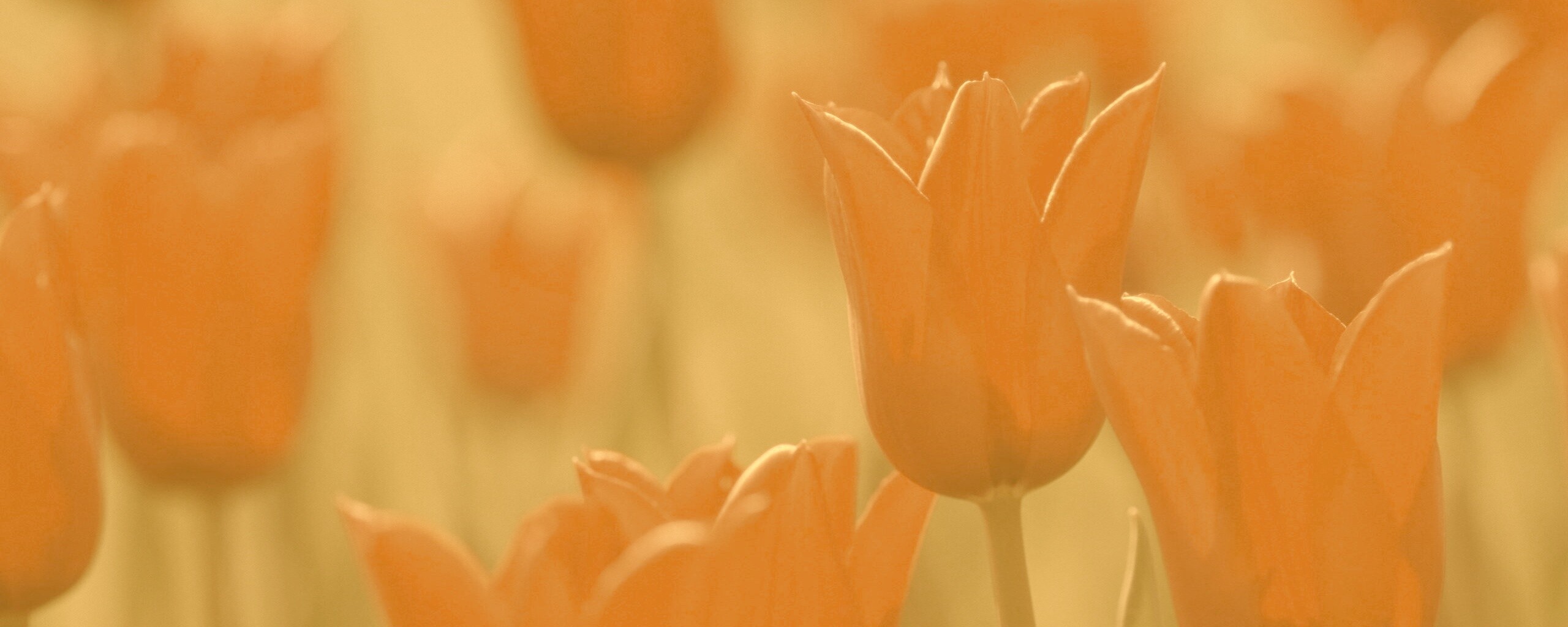 Красные цветы обои