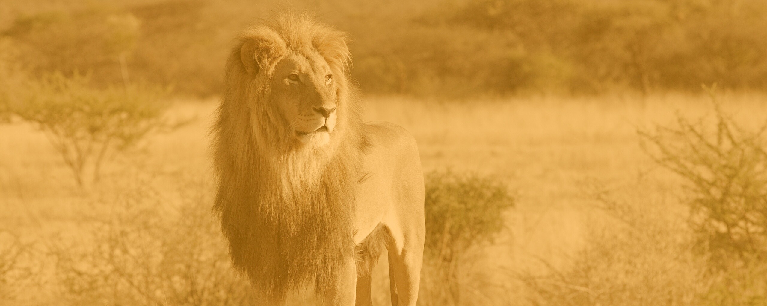 Царь зверей обои