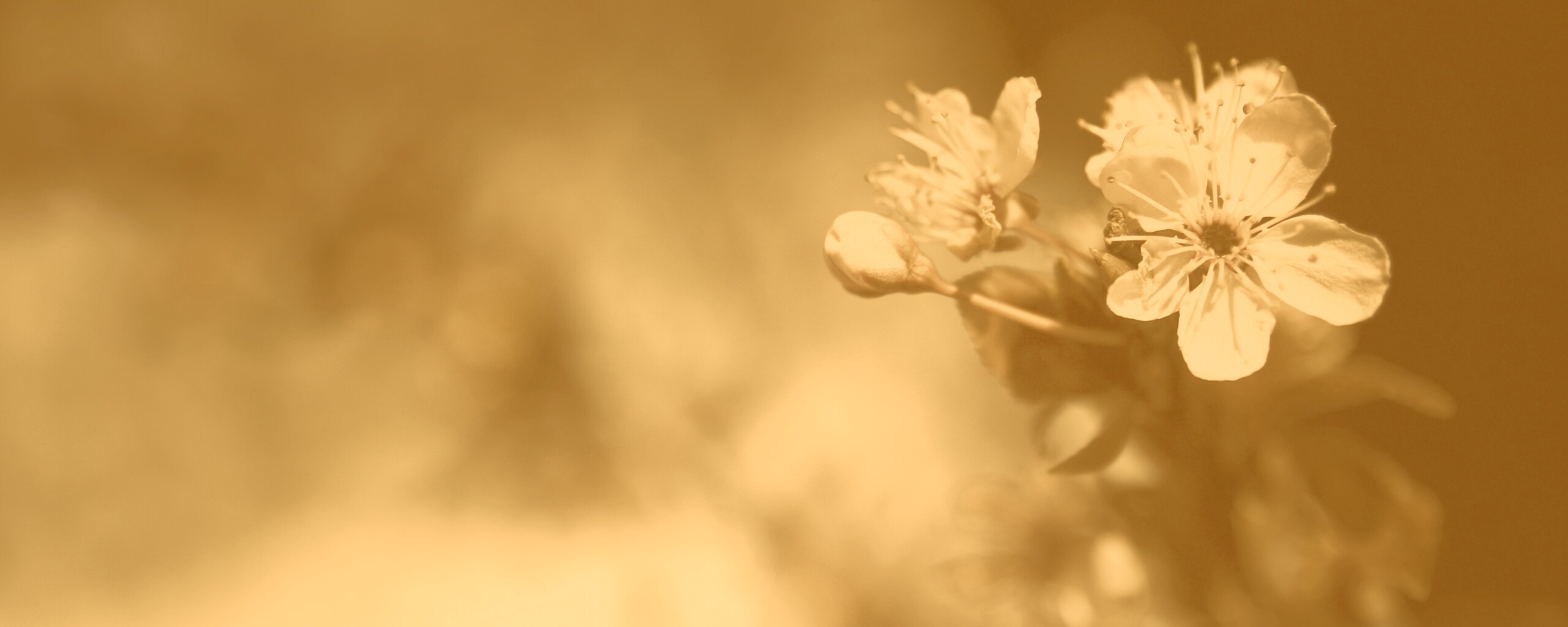 Цветок вишни обои