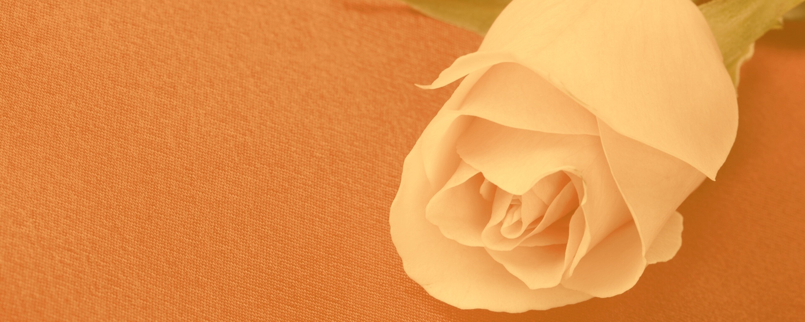 Розовая роза обои