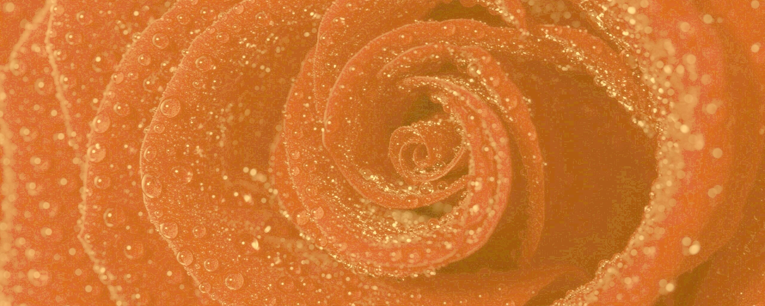 Красная роза обои