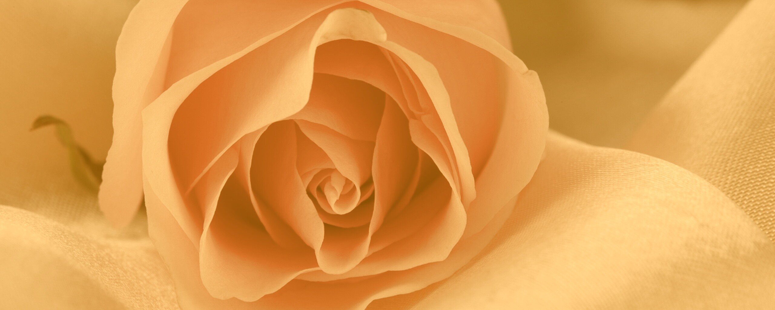 Нежная роза обои