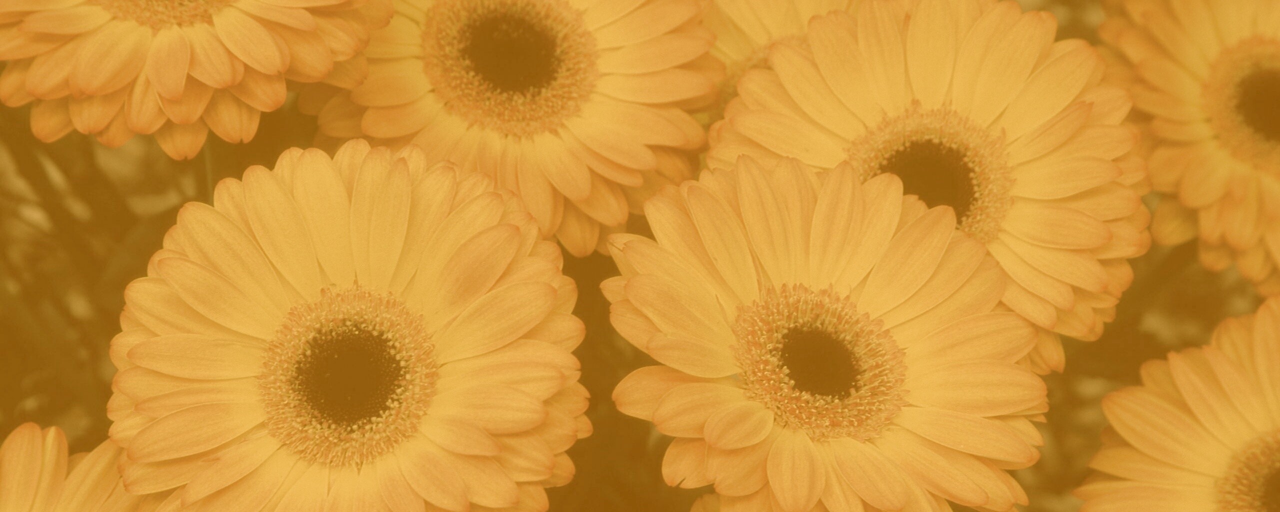 Желтые герберы обои
