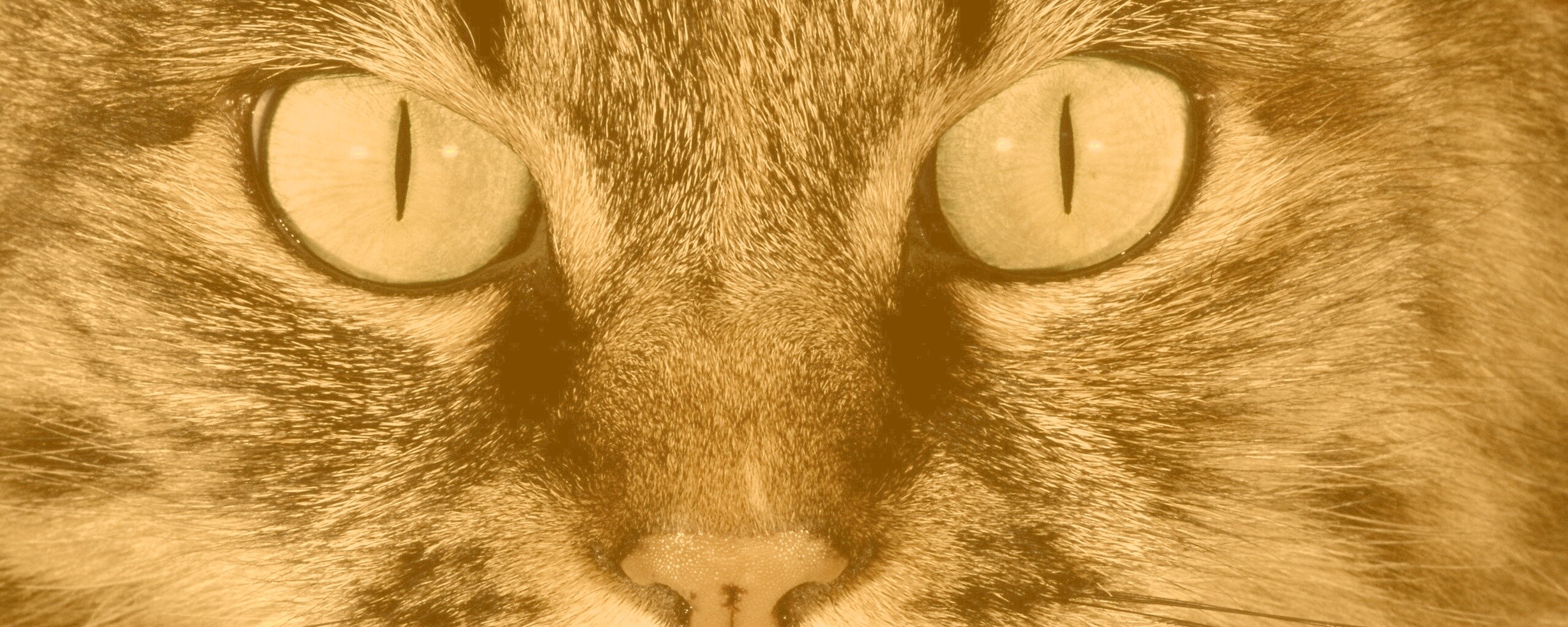 Кошачья морда обои