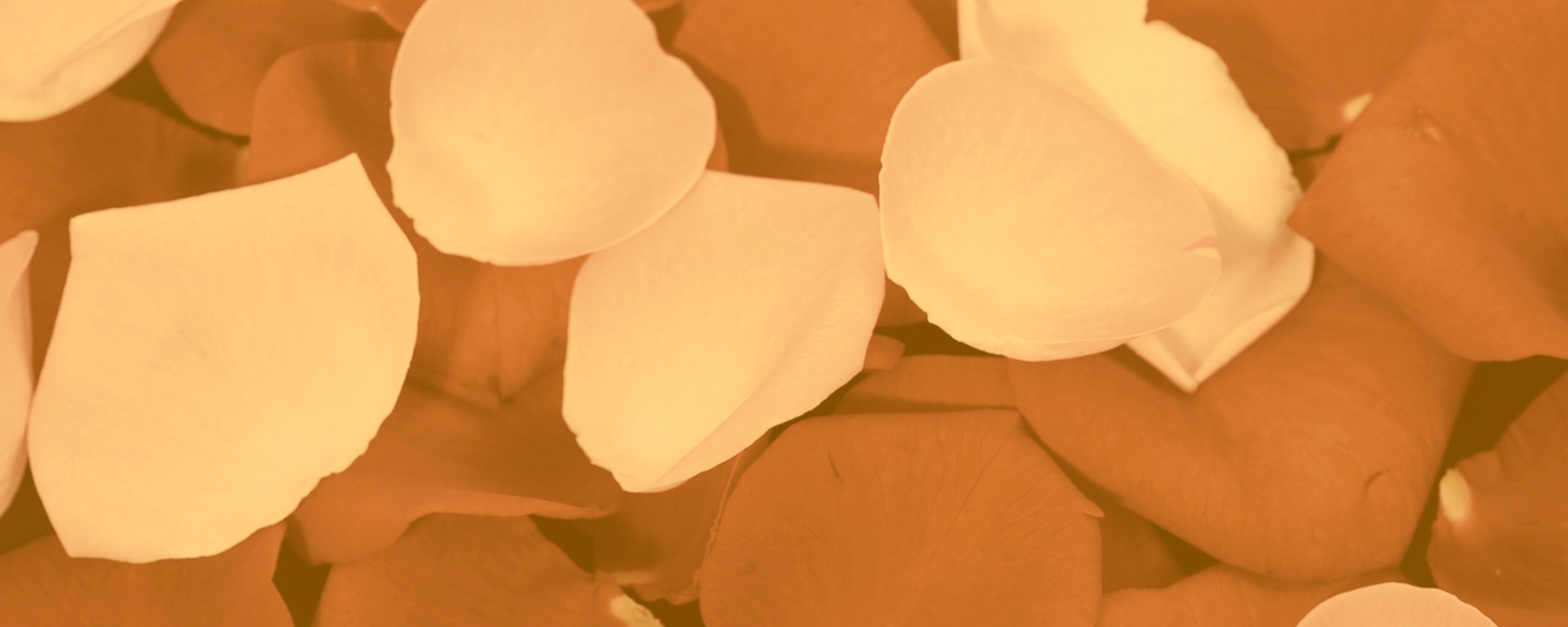 Розовые и красные лепестки обои