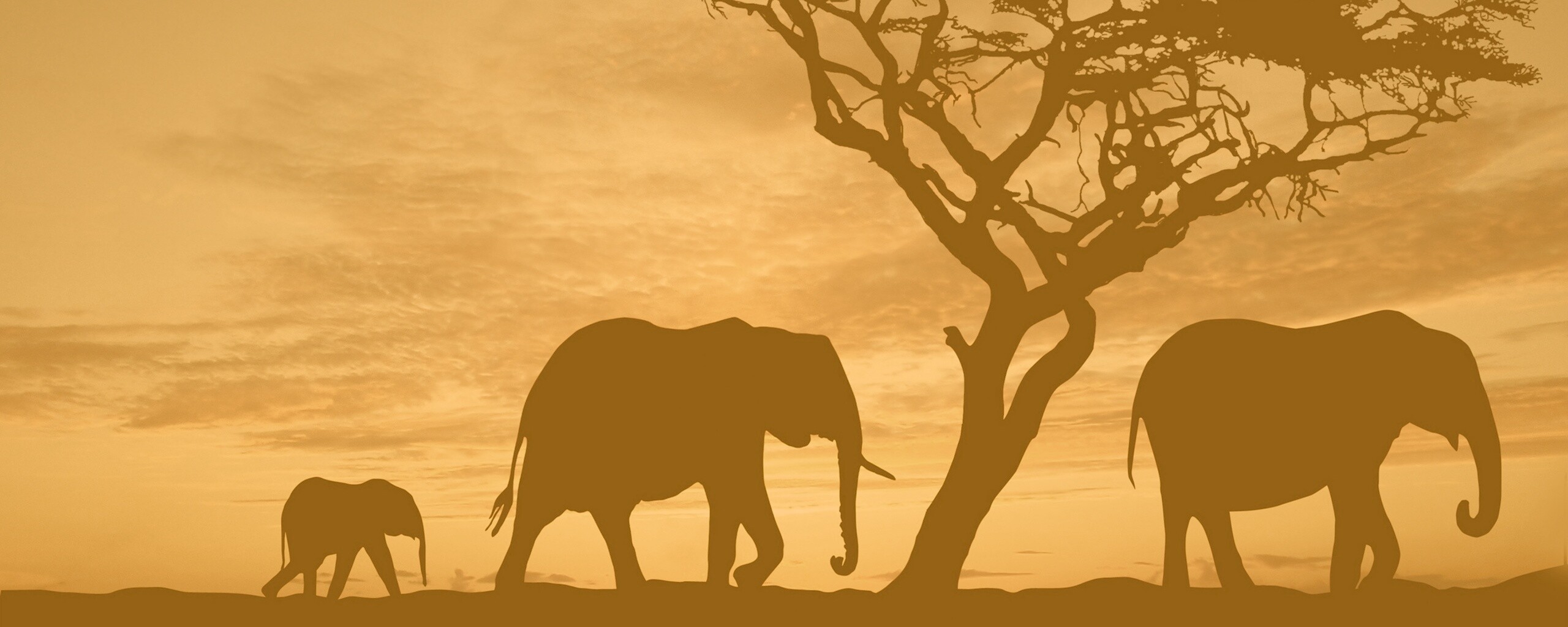 Силуэты слонов обои