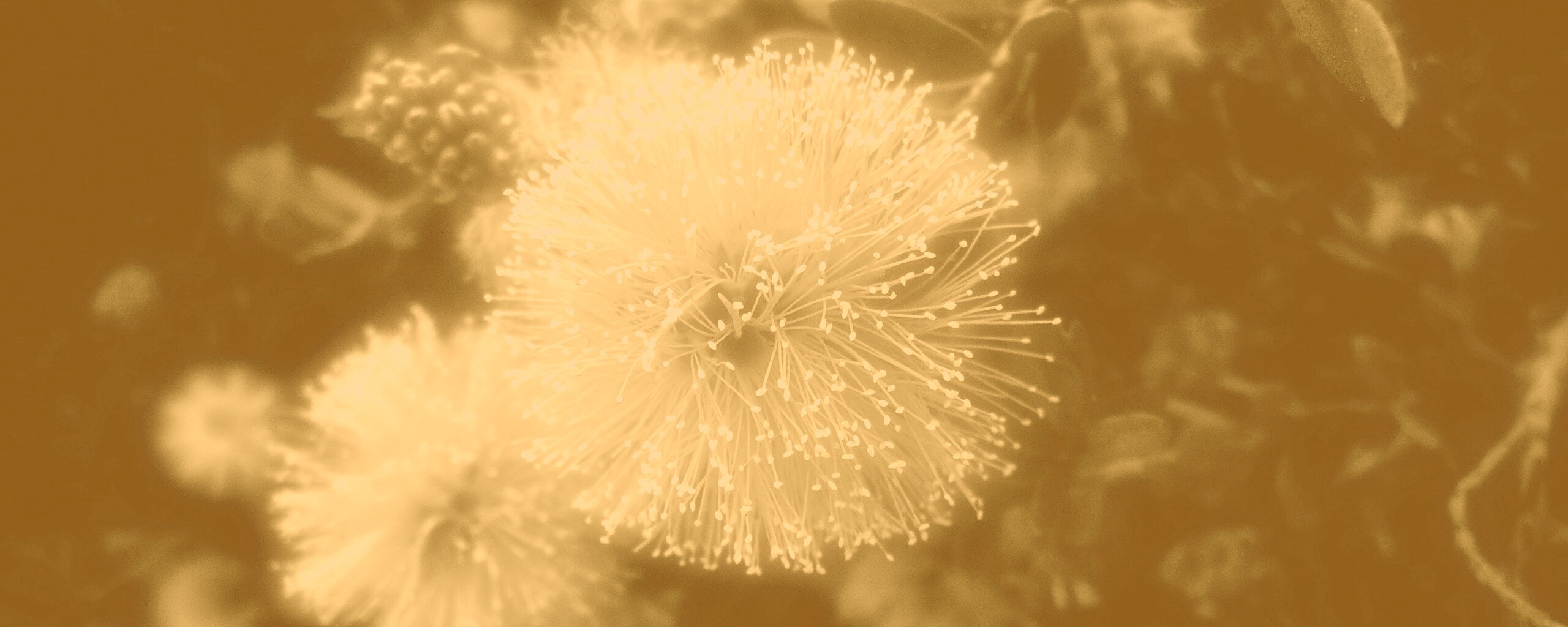 Сказочный цветок обои