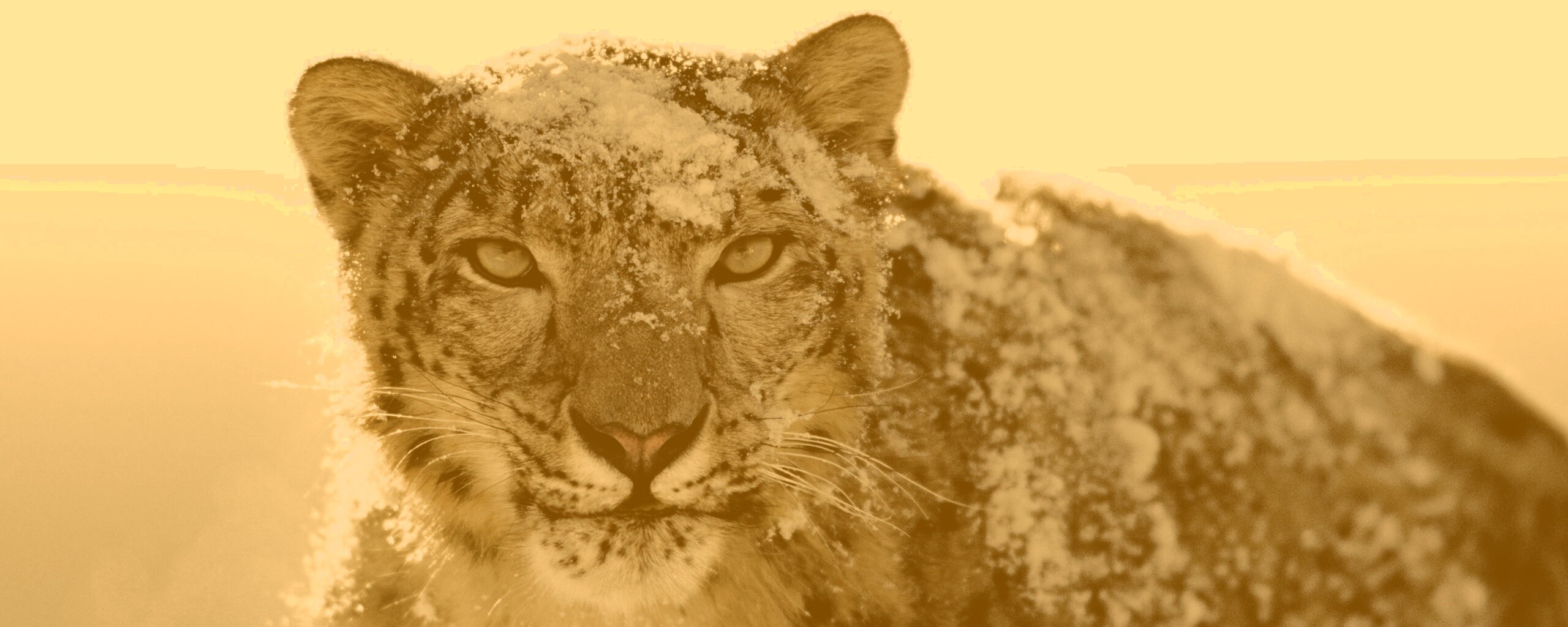 Снежный леопард обои