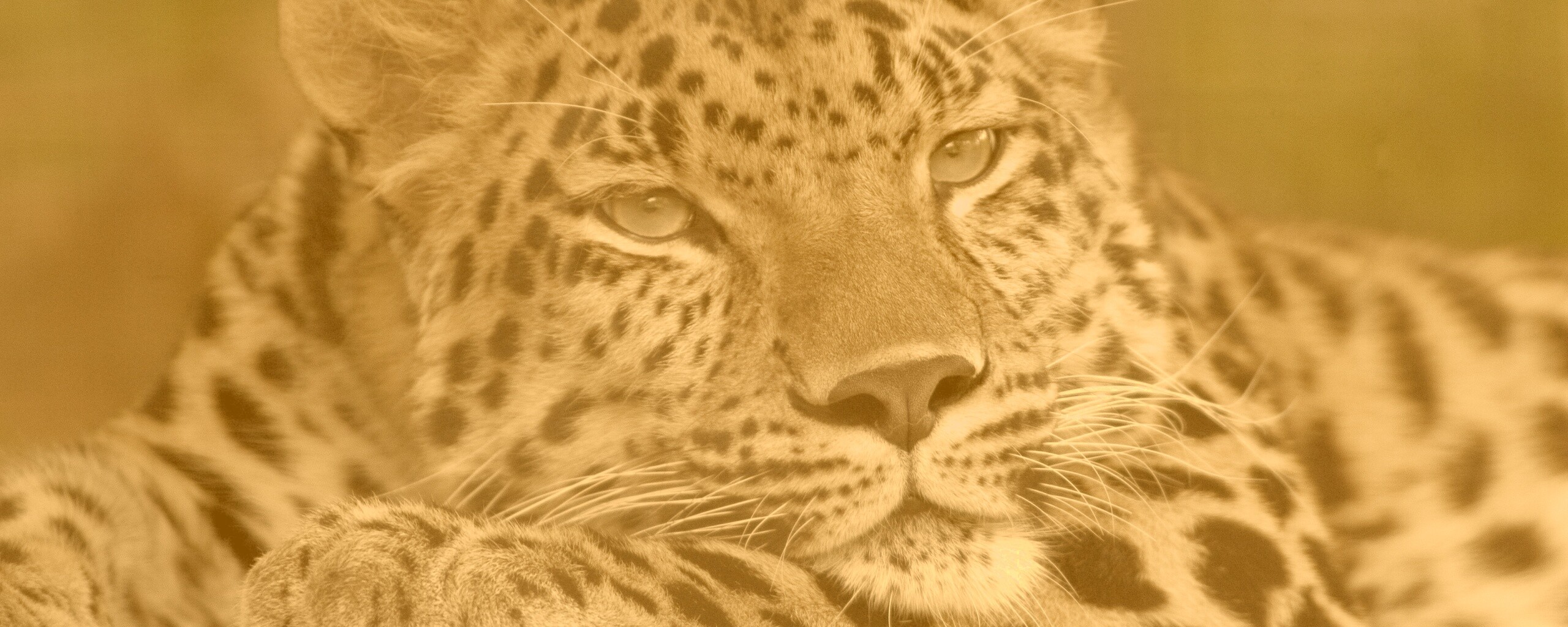 Злопасный ягуляр обои