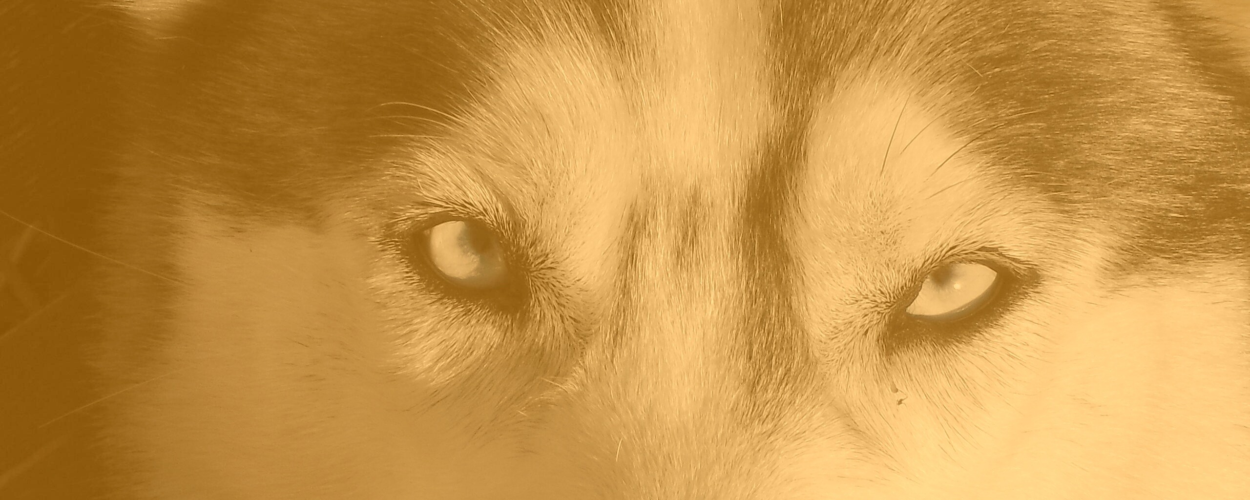 Собака с голубыми глазами обои