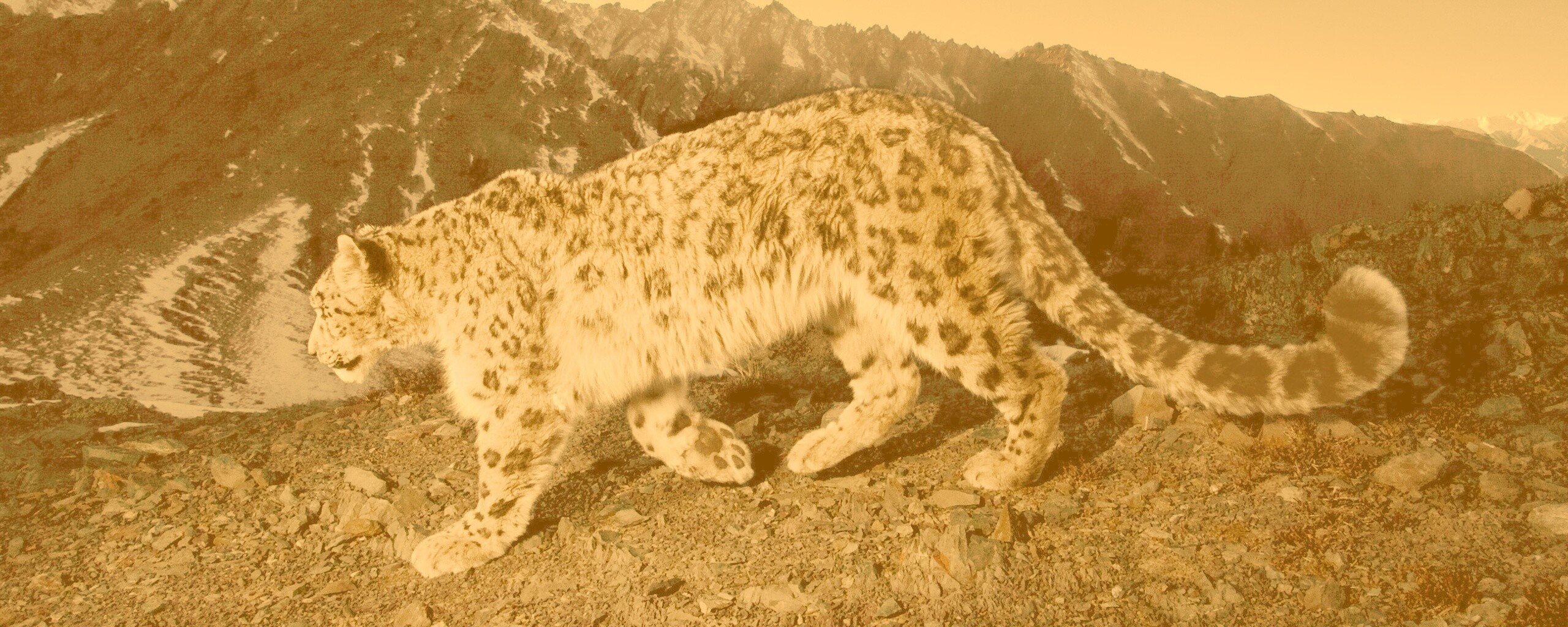 Леопард обои