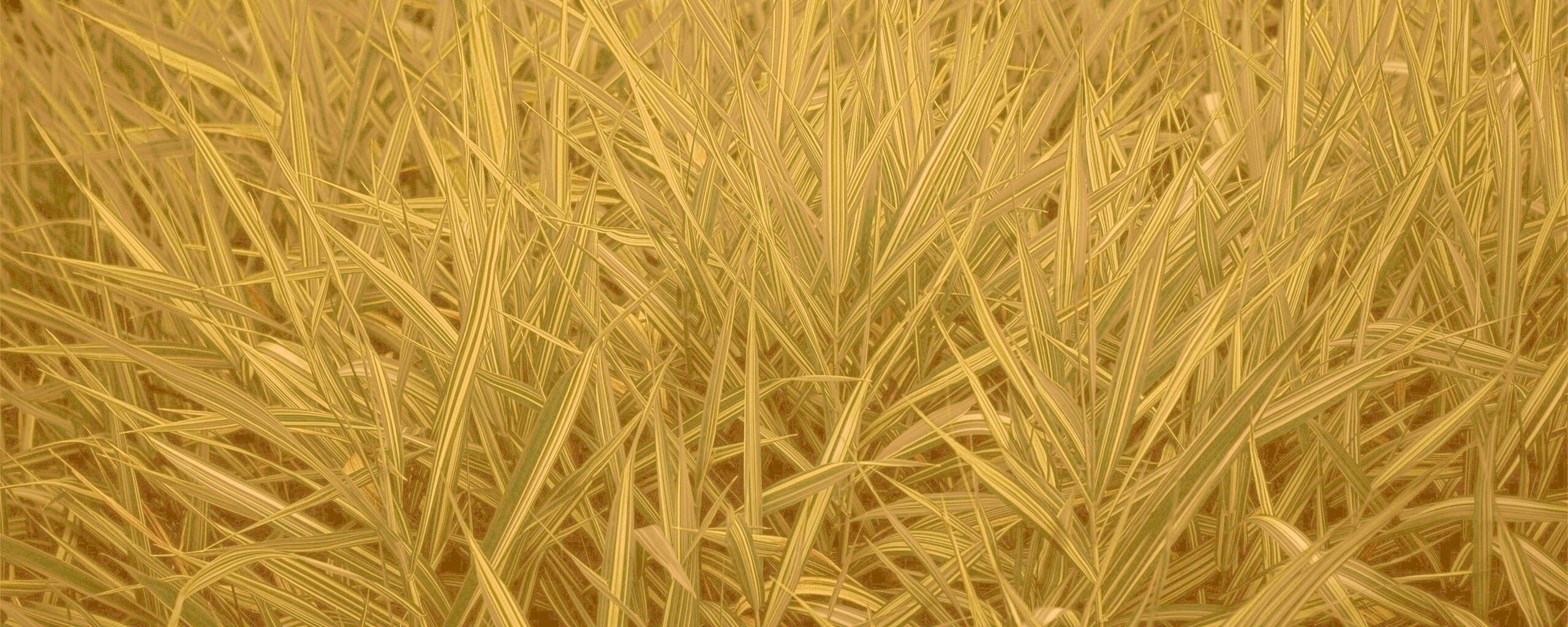 Дикая трава обои