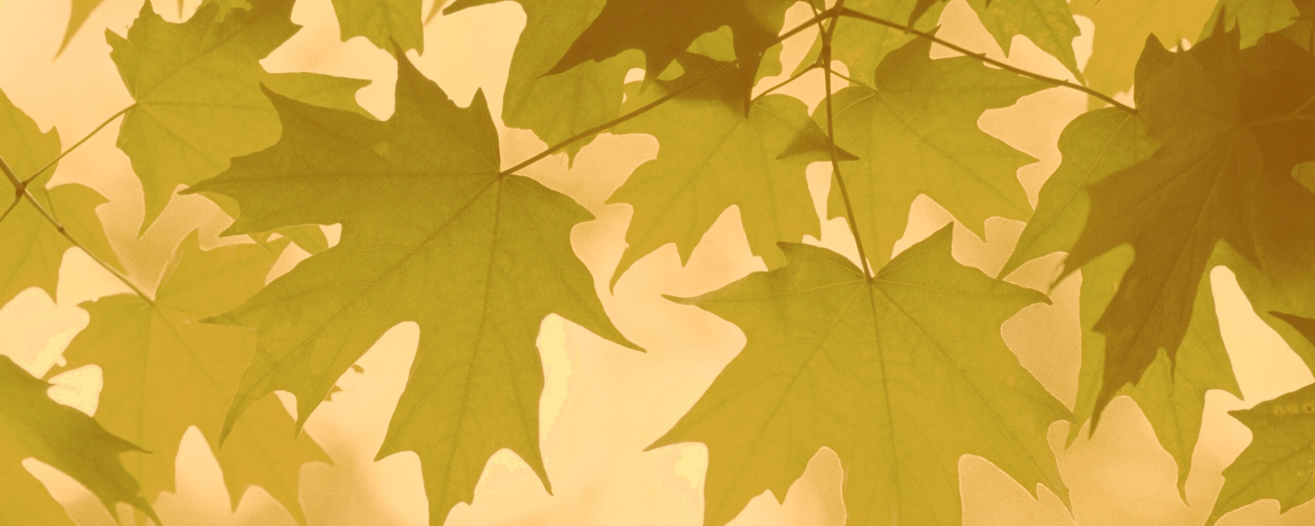 Кленовые листья обои