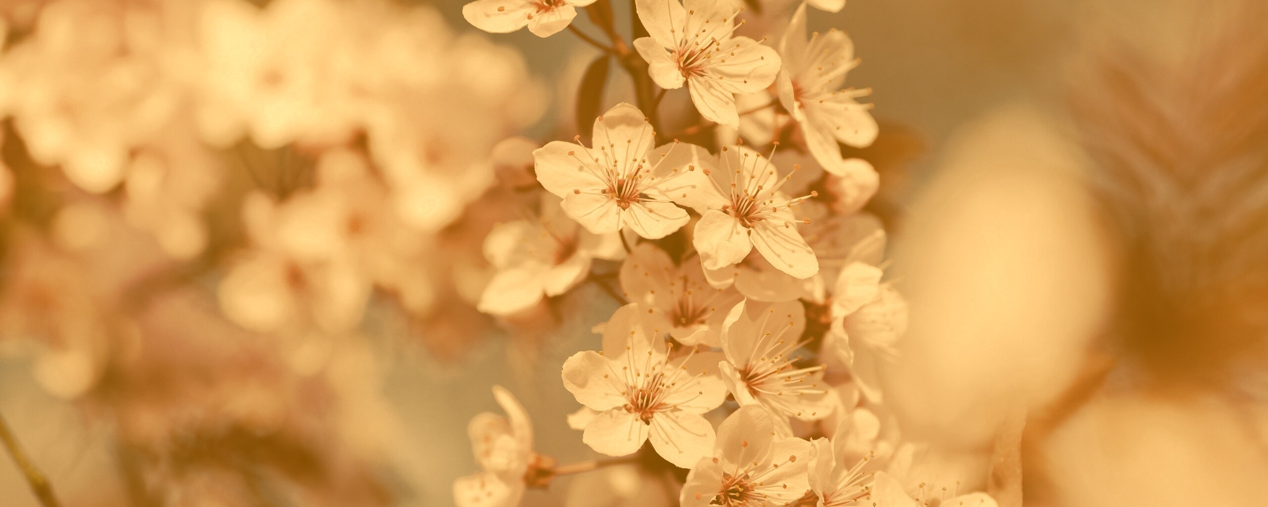 Цветение вишни обои