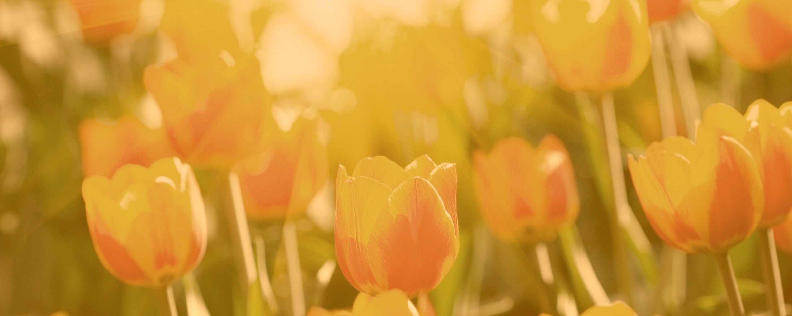Солнечные тюльпаны обои