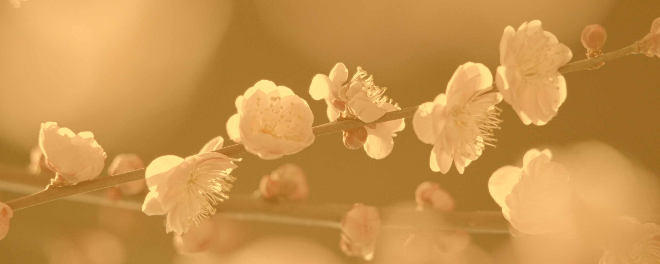 Цветущая вишня обои