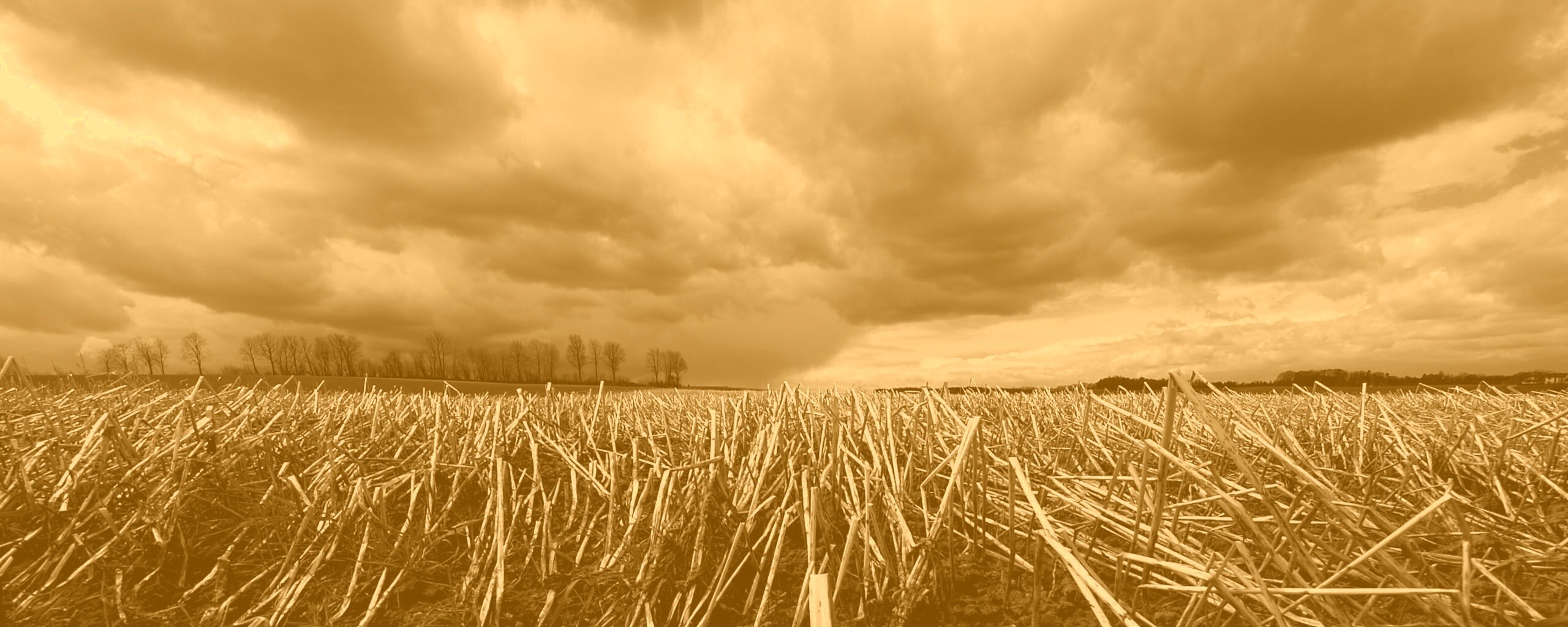 Убранное поле обои